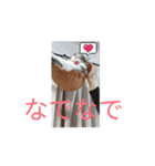 あすねこの動くスタンプ2（個別スタンプ：12）