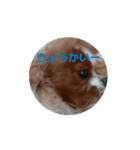 動く面白犬のスタンプ（個別スタンプ：1）