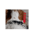 動く面白犬のスタンプ（個別スタンプ：2）