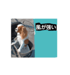 動く面白犬のスタンプ（個別スタンプ：4）