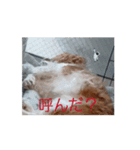 動く面白犬のスタンプ（個別スタンプ：5）