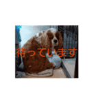 動く面白犬のスタンプ（個別スタンプ：7）