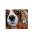 動く面白犬のスタンプ（個別スタンプ：8）