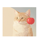 ねこなで(夏を感じるサマーなスタンプ)（個別スタンプ：25）