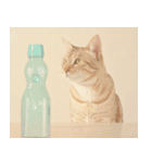 ねこなで(夏を感じるサマーなスタンプ)（個別スタンプ：27）