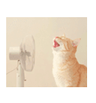 ねこなで(夏を感じるサマーなスタンプ)（個別スタンプ：33）