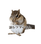しまりすやっくん2(日常)（個別スタンプ：5）