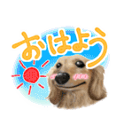 ダックス♡リアル風 落書き風などのmix（個別スタンプ：1）