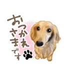 ダックス♡リアル風 落書き風などのmix（個別スタンプ：3）