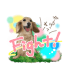 ダックス♡リアル風 落書き風などのmix（個別スタンプ：22）