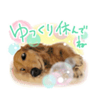 ダックス♡リアル風 落書き風などのmix（個別スタンプ：33）