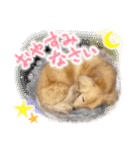 ダックス♡リアル風 落書き風などのmix（個別スタンプ：39）
