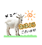 ヤギさんでごあいさつ♪（個別スタンプ：1）