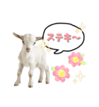 ヤギさんでごあいさつ♪（個別スタンプ：3）