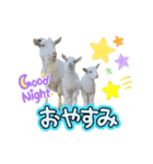 ヤギさんでごあいさつ♪（個別スタンプ：4）