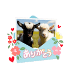 ヤギさんでごあいさつ♪（個別スタンプ：6）