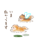 ポメラニアンの小福と幸丸♡幸福兄弟（個別スタンプ：11）