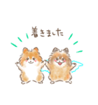 ポメラニアンの小福と幸丸♡幸福兄弟（個別スタンプ：12）