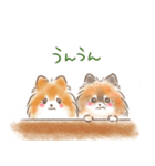 ポメラニアンの小福と幸丸♡幸福兄弟（個別スタンプ：13）