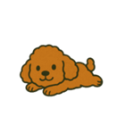 ぷーどるちゃんスタンプ vol.1（個別スタンプ：13）