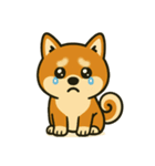 しば犬スタンプ vol.1（個別スタンプ：3）
