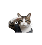 【敬礼猫⑤】（個別スタンプ：7）