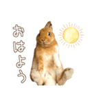 タイニーなプリンちゃん1（個別スタンプ：1）