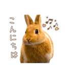 タイニーなプリンちゃん1（個別スタンプ：3）