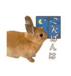 タイニーなプリンちゃん1（個別スタンプ：4）