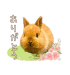 タイニーなプリンちゃん1（個別スタンプ：10）