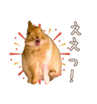 タイニーなプリンちゃん1（個別スタンプ：19）