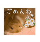 タイニーなプリンちゃん1（個別スタンプ：24）