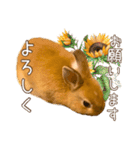 タイニーなプリンちゃん1（個別スタンプ：27）