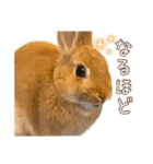タイニーなプリンちゃん1（個別スタンプ：35）