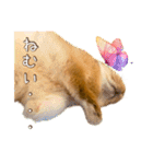 タイニーなプリンちゃん1（個別スタンプ：36）