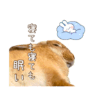 タイニーなプリンちゃん1（個別スタンプ：38）
