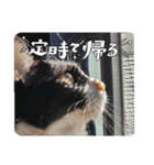 ハチワレライチくん（個別スタンプ：4）