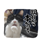 ハチワレライチくん（個別スタンプ：5）