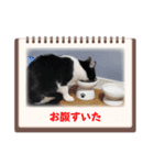 ハチワレライチくん（個別スタンプ：6）
