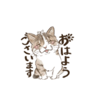 あんこフレンズ あいさつ（個別スタンプ：1）