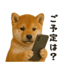 お誘いワンコ（個別スタンプ：8）
