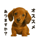 お誘いワンコ（個別スタンプ：12）