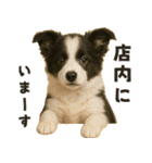 お誘いワンコ（個別スタンプ：20）