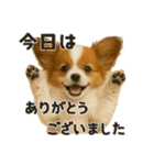 お誘いワンコ（個別スタンプ：21）