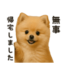お誘いワンコ（個別スタンプ：23）