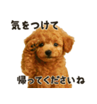 お誘いワンコ（個別スタンプ：24）