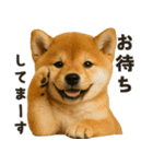 お誘いワンコ（個別スタンプ：25）