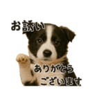お誘いワンコ（個別スタンプ：27）