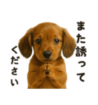 お誘いワンコ（個別スタンプ：29）