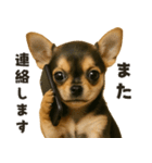 お誘いワンコ（個別スタンプ：31）